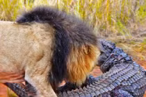 Lên bờ tắm nắng, cá sấu bị bầy sư tử hành hạ tả tơi