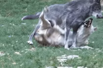 Tìm thức ăn thừa, chó sói Omega bị thành viên trong đàn tấn công 