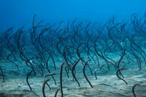 Đang bơi bỗng gặp thứ quái đản, đoàn thám hiểm thất kinh tháo chạy 