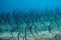 Đang bơi bỗng gặp thứ quái đản, đoàn thám hiểm thất kinh tháo chạy 