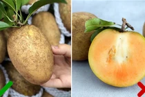 Cách nhận biết hồng xiêm chín tự nhiên, không ngâm hóa chất