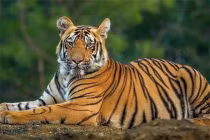 Từ 26/6-26/7, 4 tuổi thành công tột bậc, danh lợi ngút trời