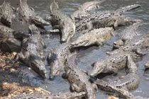 "Hòn đảo cá sấu" Ramee - nơi thách thức những kẻ gan dạ nhất thế giới