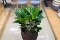 Cây bạch mã hoàng tử hợp với tuổi nào?