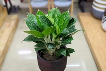 Cây bạch mã hoàng tử hợp với tuổi nào?