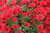 Thần Tài ưu ái, người sinh ngày Âm lịch này tương lai sung túc