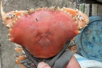 Cua biển sống có màu cam độc lạ như cua luộc