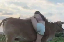 Mặc áo trễ cổ sâu đi chăn trâu, cô "nông dân" bị chê cười?