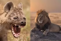 1001 thắc mắc: Sư tử và linh cẩu kẻ nào mạnh hơn?