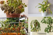 Cây cảnh trong nhà có dấu hiệu này là có điềm, gia chủ nên biết