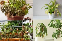 Cây cảnh trong nhà có dấu hiệu này là có điềm, gia chủ nên biết