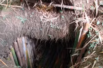 Người lính Nhật cố thủ trong rừng rậm Guam suốt 28 năm