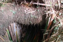 Người lính Nhật cố thủ trong rừng rậm Guam suốt 28 năm