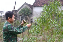 Người trồng đào phai tất bật "xuống lá" đón Tết