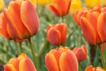 Người sinh vào 4 ngày Âm lịch này, trung tuổi đổi việc đổi đời