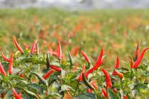 Vị trí trồng ớt hút tài lộc, chỉ 1 cây gia chủ cũng sung túc