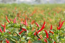 Vị trí trồng ớt hút tài lộc, chỉ 1 cây gia chủ cũng sung túc