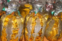 Có 5 loại rượu ngâm rất dễ làm trị 9 nỗi niềm khó nói của đàn ông 