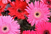 Cuối tháng 2, ba con giáp có sự nghiệp như cá gặp nước