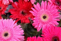 Cuối tháng 2, ba con giáp có sự nghiệp như cá gặp nước