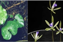 Loài cây cực quý hiếm, khó tìm trên thế giới có tại Việt Nam 