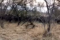 Video: Sư tử đực ngang nhiên săn mồi trước mặt đàn trâu và cái kết 