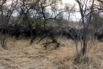 Video: Sư tử đực ngang nhiên săn mồi trước mặt đàn trâu và cái kết 