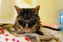 Mèo cưng quay về tìm chủ cũ sau 20 năm và cái kết 