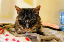 Mèo cưng quay về tìm chủ cũ sau 20 năm và cái kết 