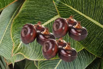 8 loại rau củ đầy ký sinh trùng cần chế biến cẩn thận