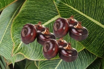 8 loại rau củ đầy ký sinh trùng cần chế biến cẩn thận