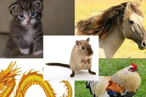 5 con giáp phạm Thái Tuế năm 2023: Cách hóa giải để bình an