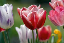 Phụ nữ sinh ngày Âm lịch này khéo chăm lo, vun vén gia đình 