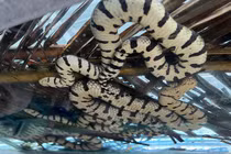 Nuôi nghìn con rắn trên nhà lầu, cho ở tủ kính, chăm như "thú cưng"