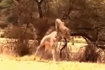 Video: Bay người lên không, sư tử hạ gục hươu cao cổ 