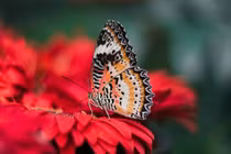 4 con giáp được ban phước khi về già, cuộc sống sung túc