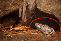 Tìm thấy ếch 2 triệu tuổi vẫn sống trong mỏ dầu