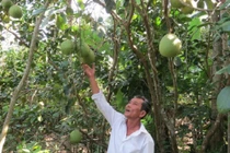 Bán đặc sản tiến vua, ngồi đếm cây thu tiền triệu mỗi ngày