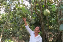 Bán đặc sản tiến vua, ngồi đếm cây thu tiền triệu mỗi ngày