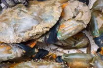 Loại cua cực hiếm ở Việt Nam ít người biết, giá đắt đỏ