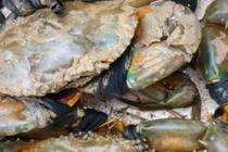 Loại cua cực hiếm ở Việt Nam ít người biết, giá đắt đỏ