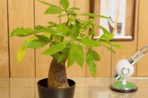 Top 5 cây phong thủy để bàn giúp dân công sở tài lộc ‘ầm ầm’ 