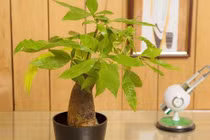 Top 5 cây phong thủy để bàn giúp dân công sở tài lộc ‘ầm ầm’ 