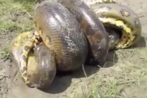 Video: Những pha giao chiến ác liệt giữa cá sấu với trăn 