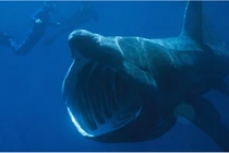 Thấy “quái ngư” 4,5 m trôi dạt, kiểm tra phát hiện sự thật sốc