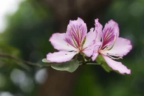 Hoa ban khoe sắc trên phố Hà Nội, thợ ảnh thu bạc triệu/ngày