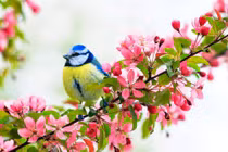 Tháng 2 Âm lịch, 4 con giáp kiếm bộn tiền, gặt hái vận may