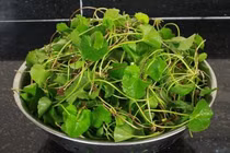 Thứ rau được xem là “vàng trên mặt đất”, tiên dược trời ban?