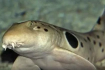 Phát hiện cá mập đi bộ trên cạn gây sốc