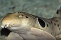 Phát hiện cá mập đi bộ trên cạn gây sốc